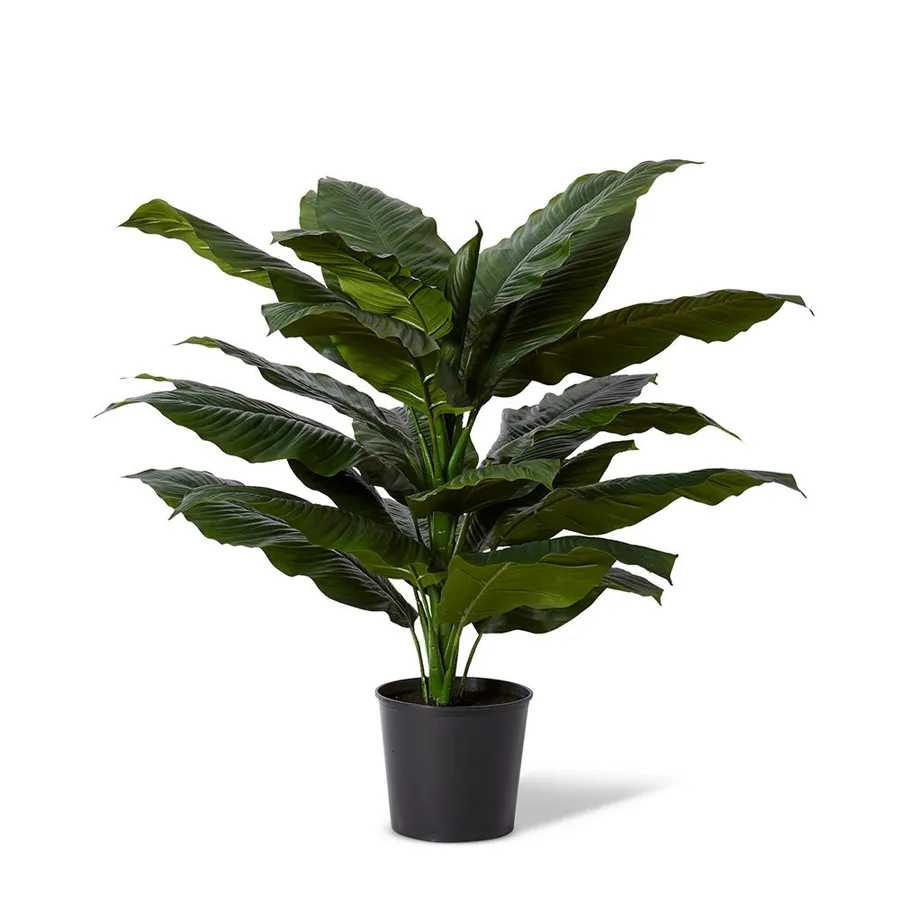 Spathiphyllum Potted Plant - 83cm x 63cm x 122cm
