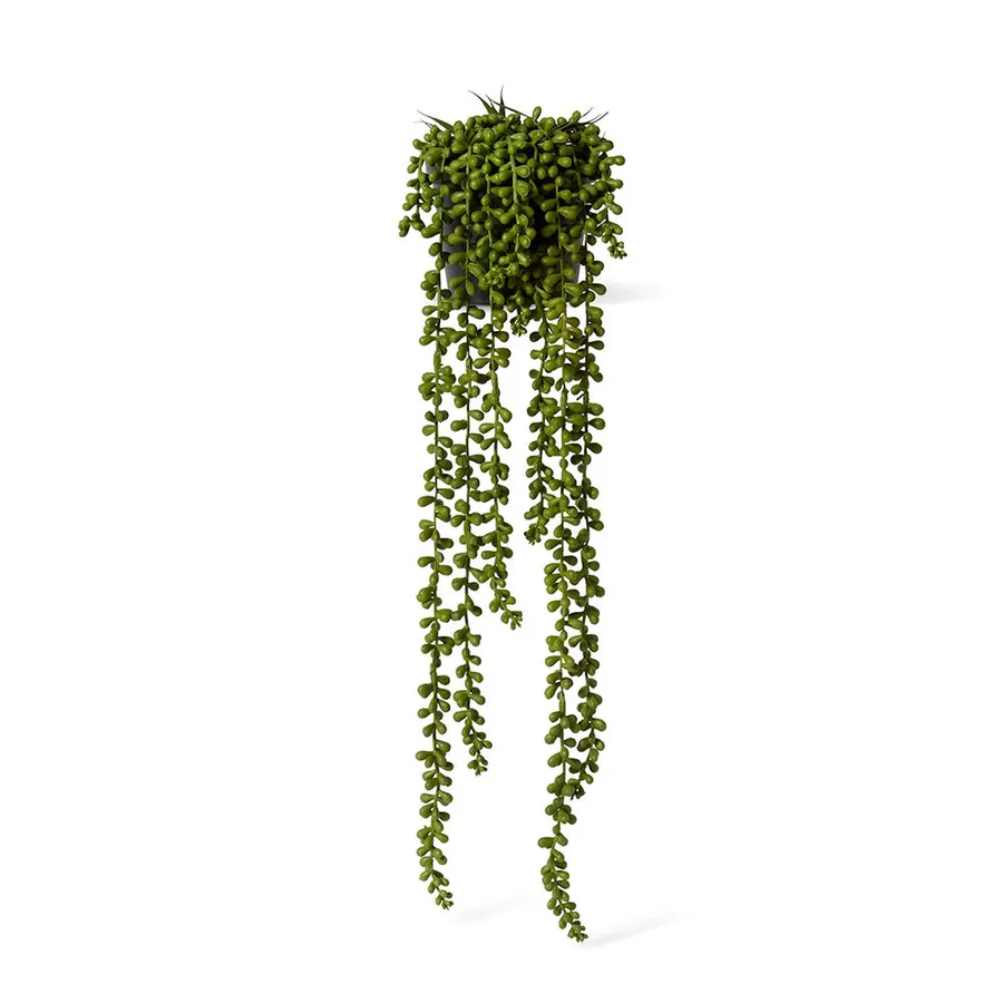 String of Pearls Potted Plant - 18cm x 18cm x 56cm