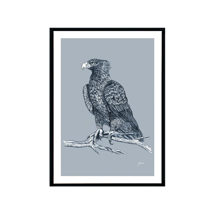 Wedgetail Eagle Australian Bird in Wedgewood Blue Fine Art Print ...