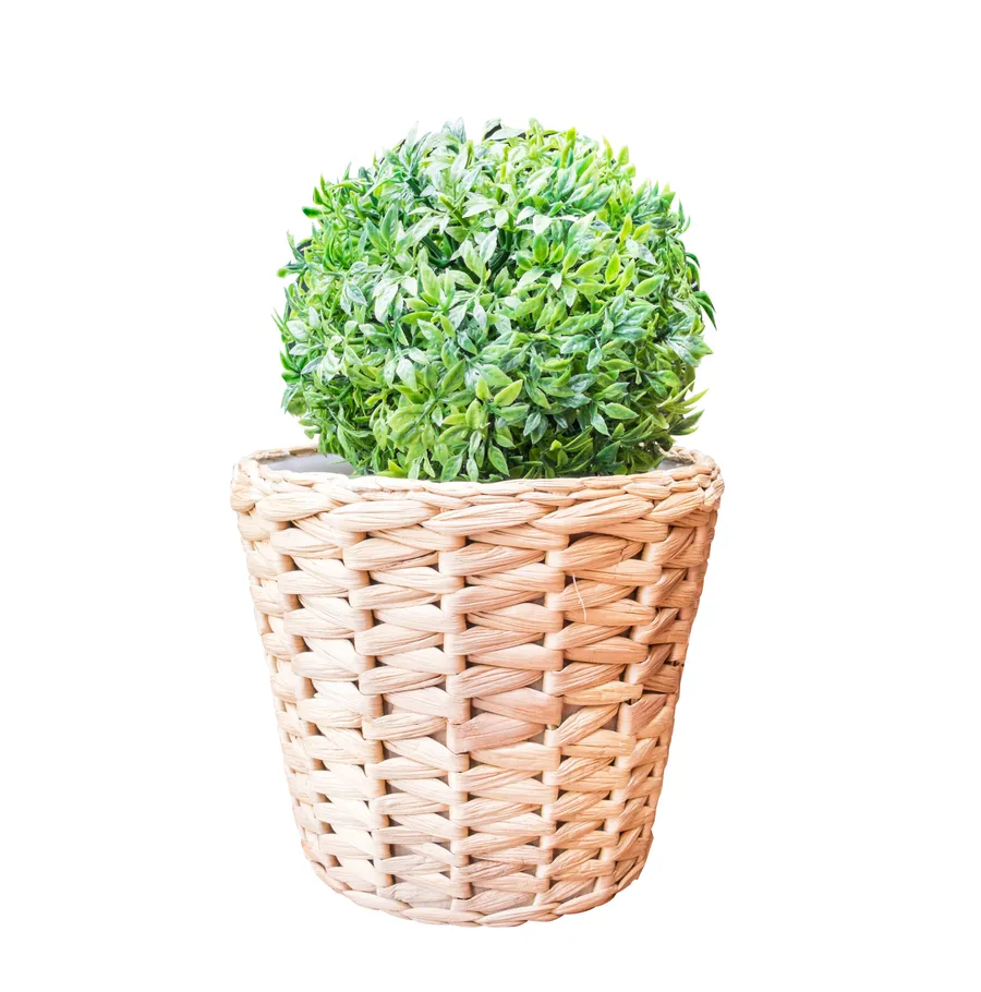 Green Bush in Wicker Basket