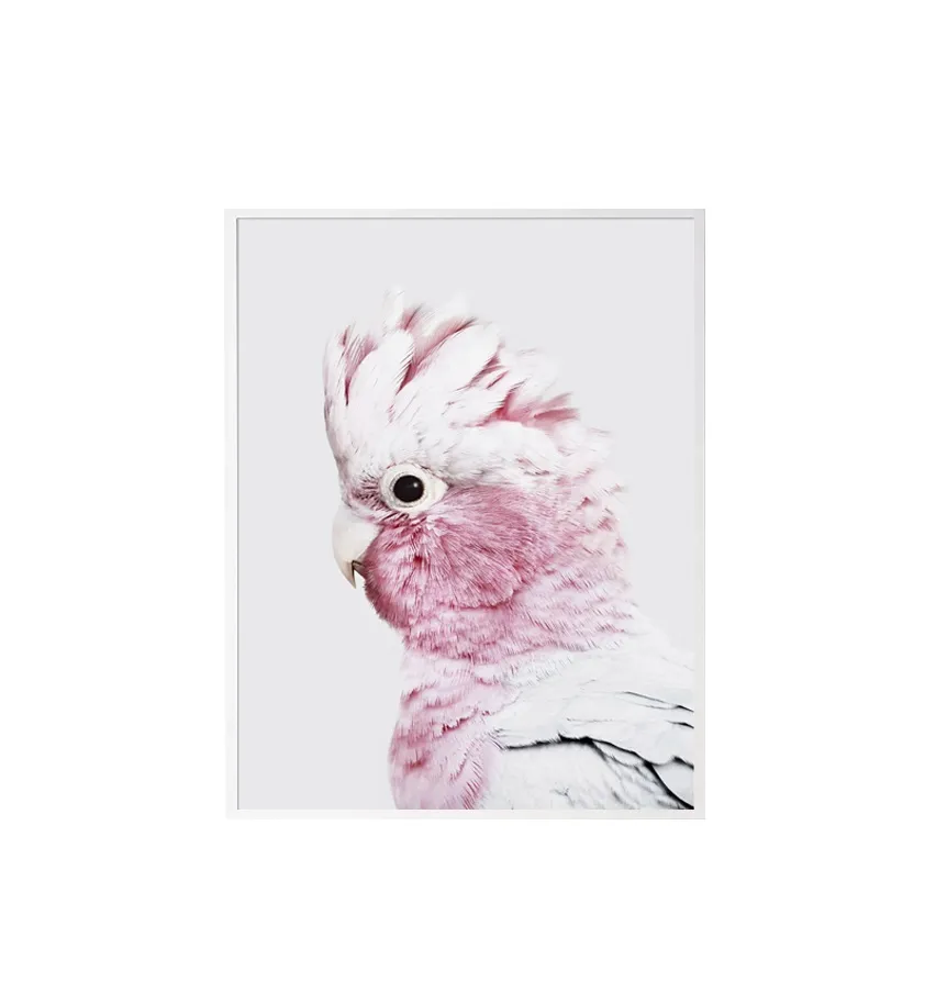 Pink Galah Wall Art Canvas 4 sizes available 50cm x 70cm