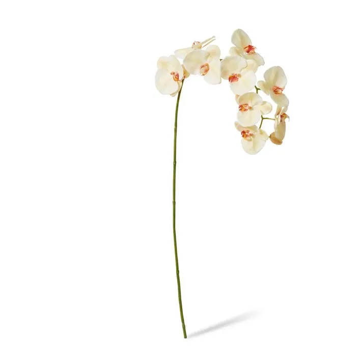 Phalaenopsis Lush Stem - 35 x 15 x 97cm