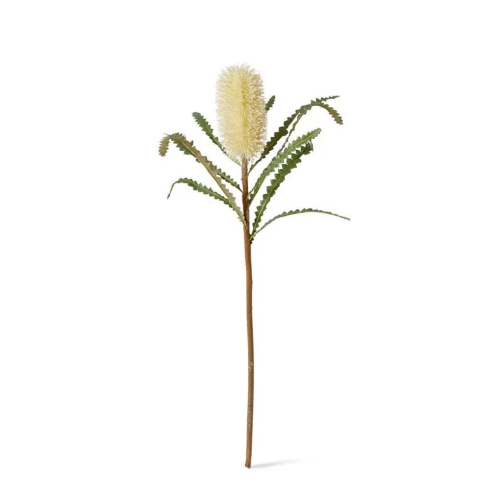 Banksia Stem - 20 x 8 x 65cm