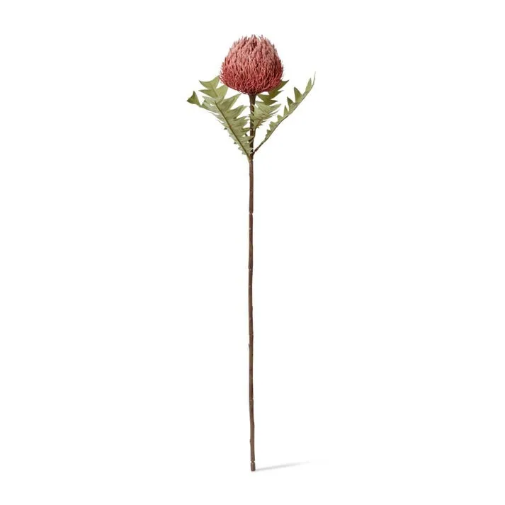 Banksia Ba x teri Stem - 20 x 11 x 69cm
