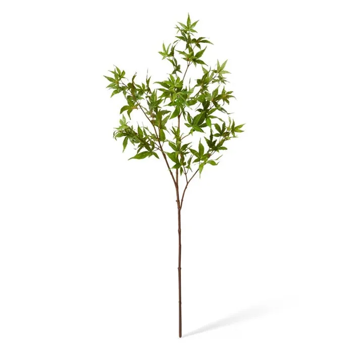 Maple Japanese Spray - 40 x 40 x 95cm