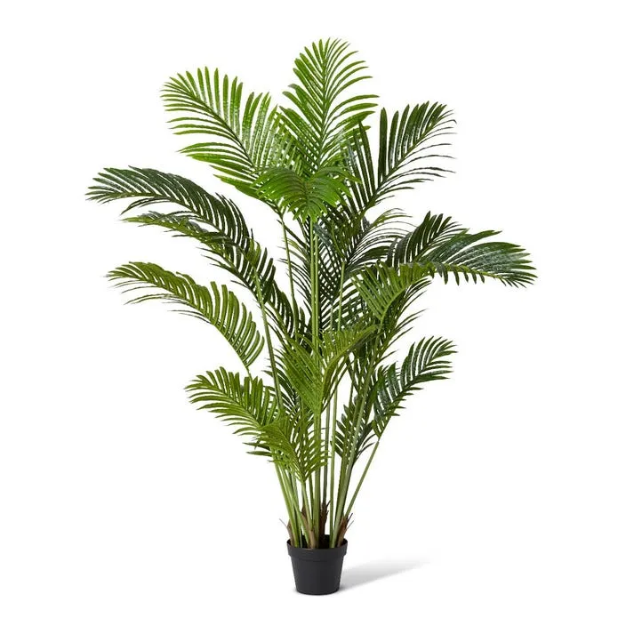 Palm Areca - 100 x 100 x 150cm