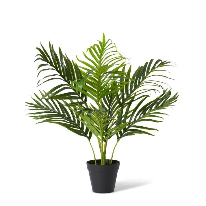 Palm Areca - 50 x 50 x 55cm