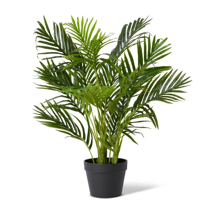 Palm Areca - 60 x 60 x 65cm