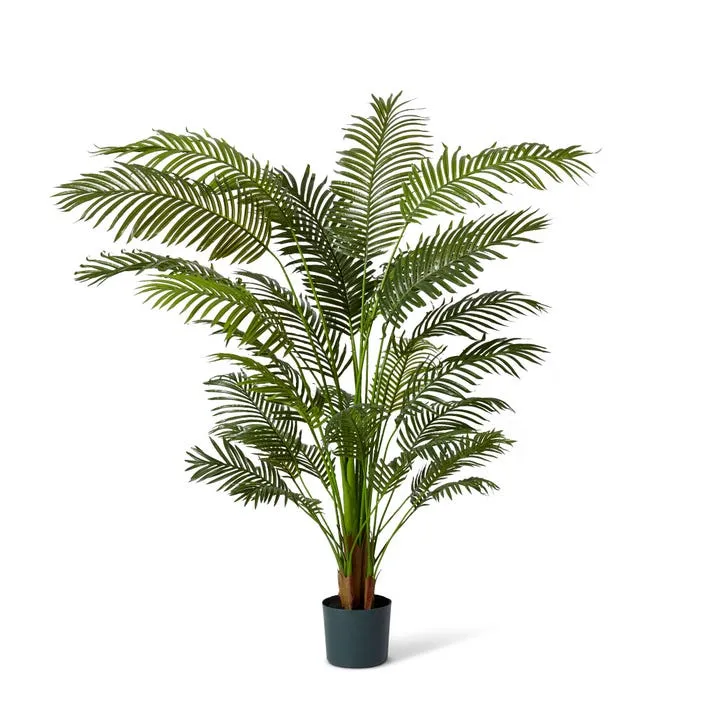 Palm Areca - 110 x 110 x 183cm
