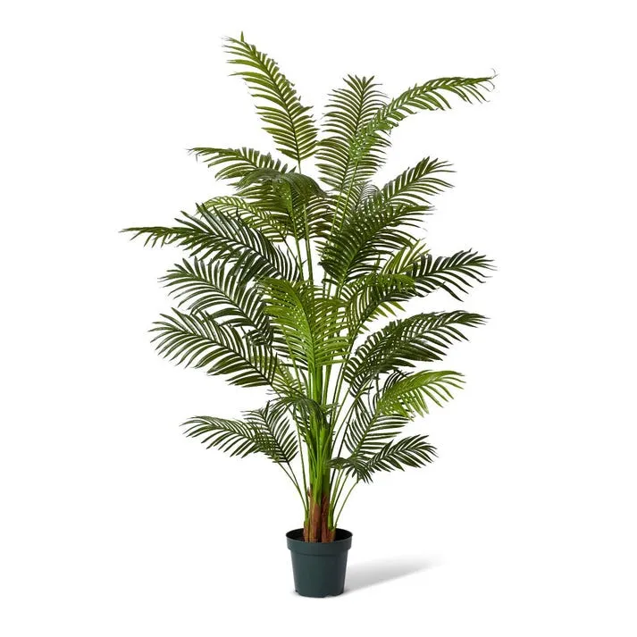 Palm Areca - 120 x 120 x 213cm