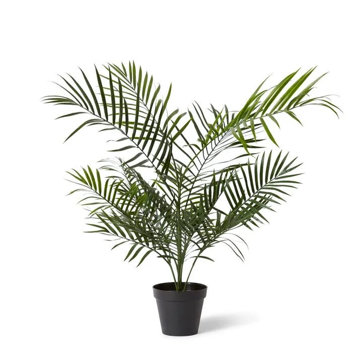 Palm Areca (Outdoor) - 70 x 70 x 90cm