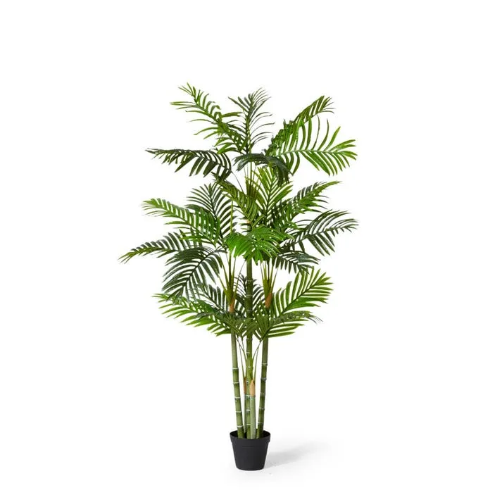 Palm Cane - 100 x 80 x 150cm