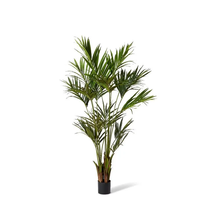 Palm Kentia - 60 x 60 x 210cm
