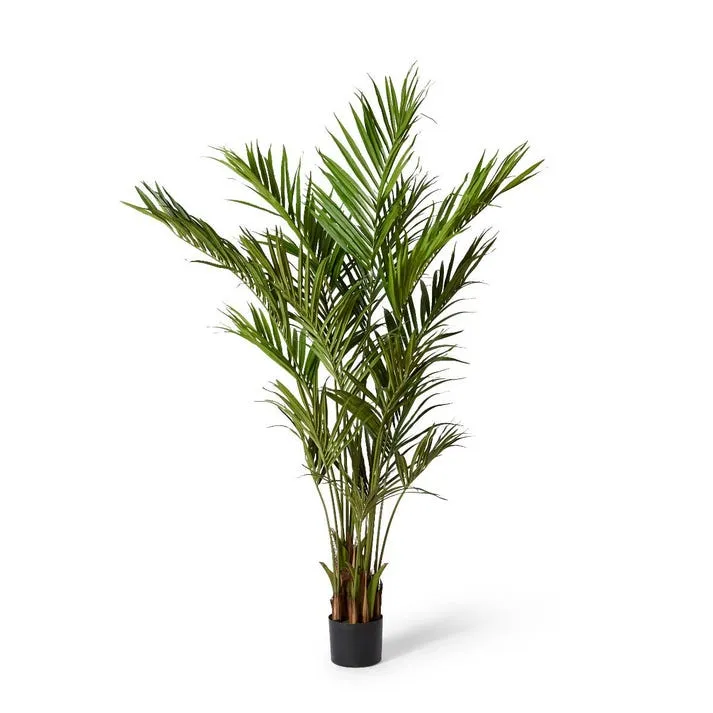 Palm Kentia - 75 x 75 x 240cm