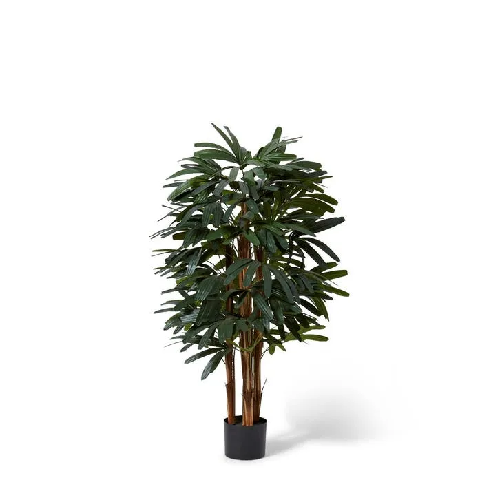 Palm Raphis - 45 x 45 x 120cm