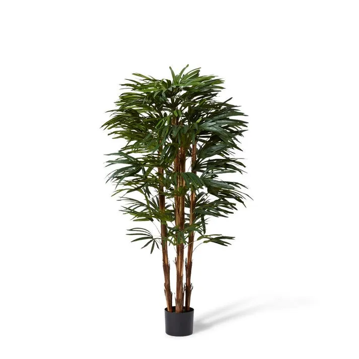 Palm Raphis Lady - 55 x 55 x 150cm
