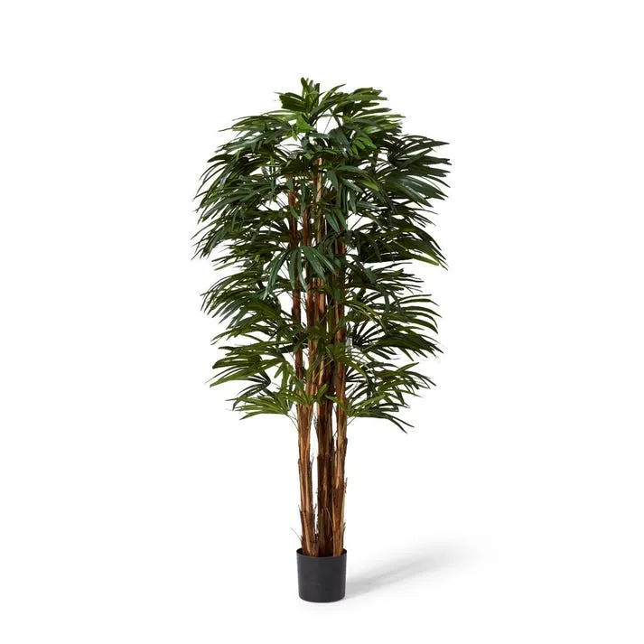 Palm Raphis Lady - 60 x 60 x 180cm