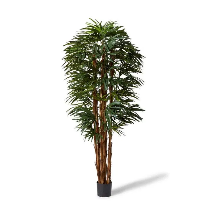 Palm Raphis Lady - 65 x 65 x 210cm