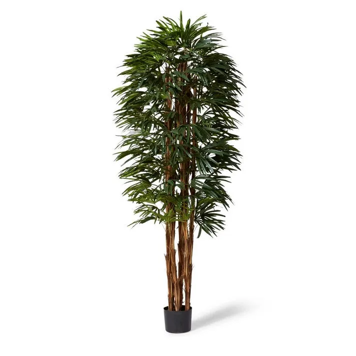 Palm Raphis Lady - 70 x 70 x 240cm