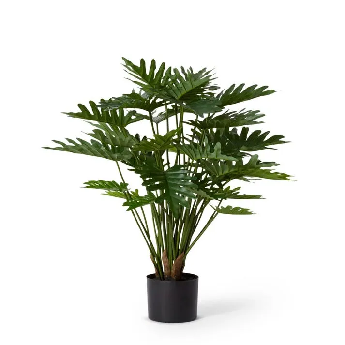 Philodendron Lacy Potted - 35 x 35 x 60cm