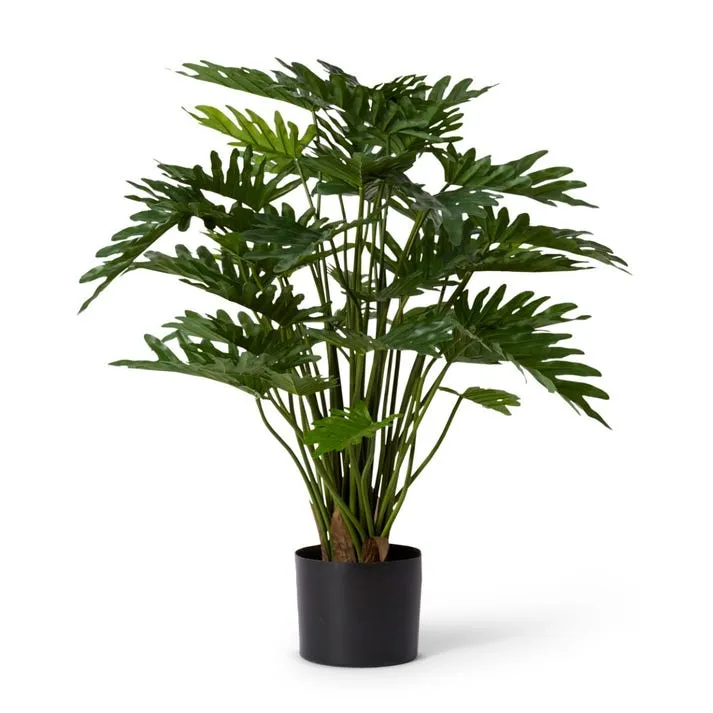 Philodendron Lacy Potted - 45 x 45 x 75cm