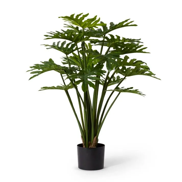 Philodendron Potted - 50 x 50 x 90cm