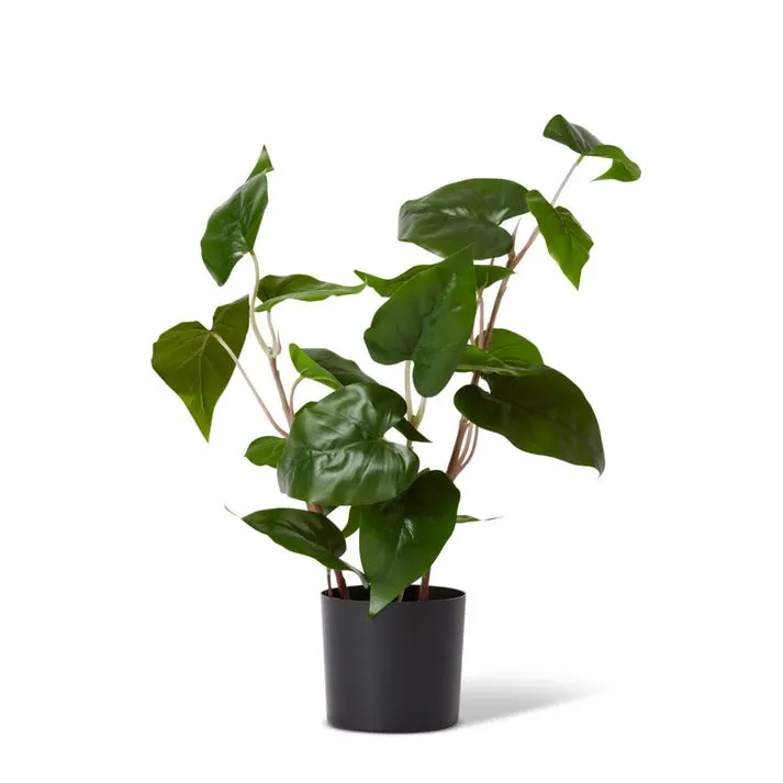 Philo Wild Plant Potted - 35 x 30 x 54cm