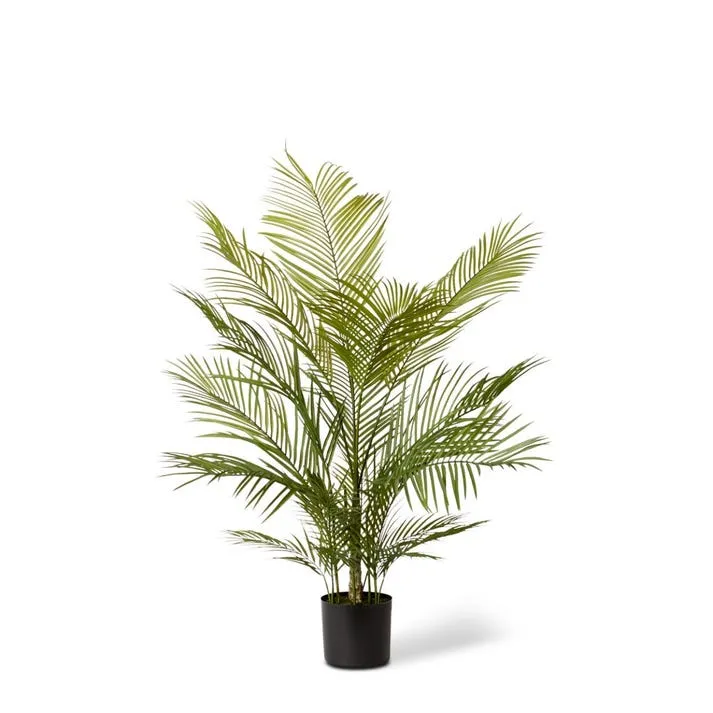 Phoenix  Palm Potted - 70 x 70 x 120cm
