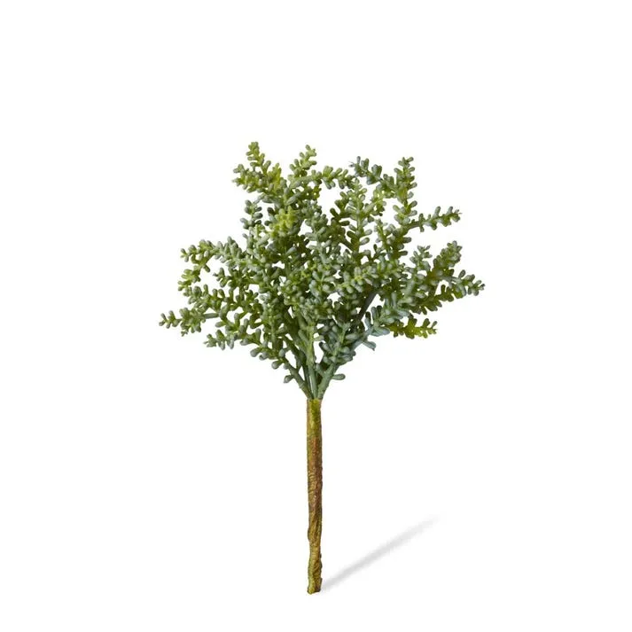 Senecio Stem - 12 x 12 x 19cm