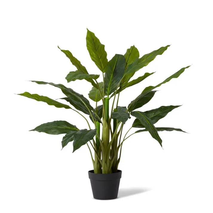 Spathiphyllum Plant Potted - 75 x 75 x 80cm