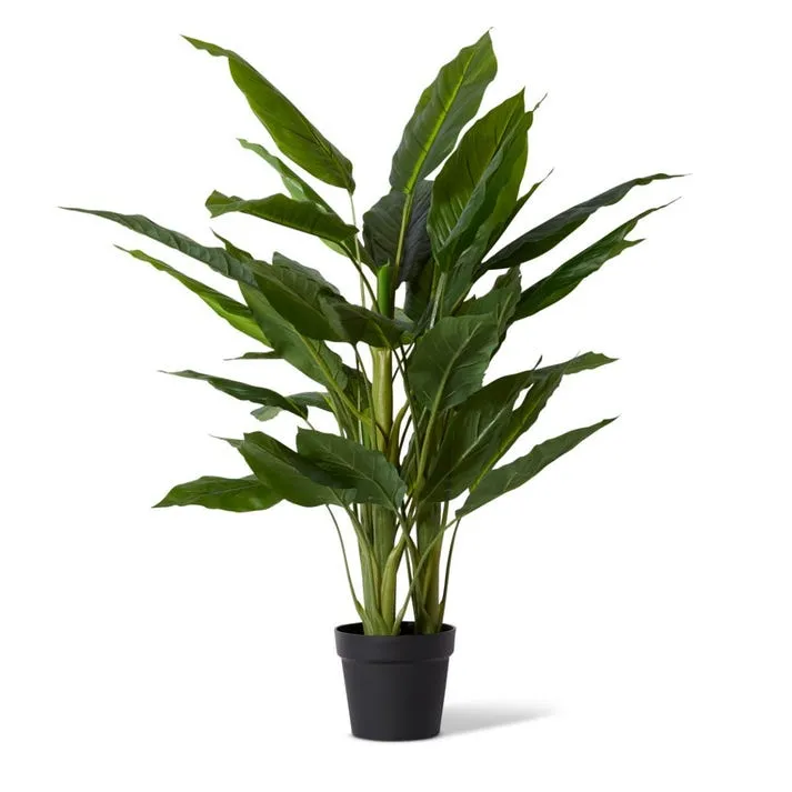 Spathiphyllum Plant Potted - 85 x 85 x 120cm