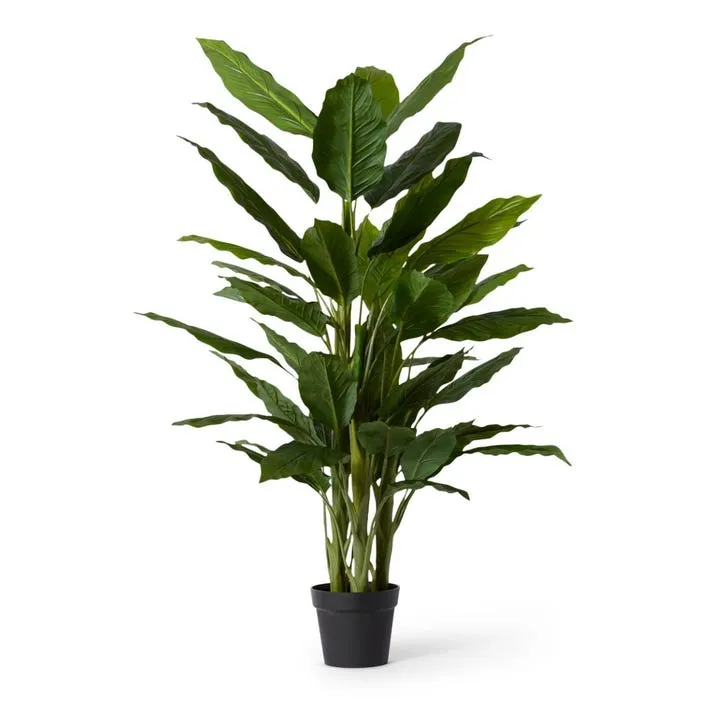 Spathiphyllum Plant Potted - 95 x 95 x 145cm