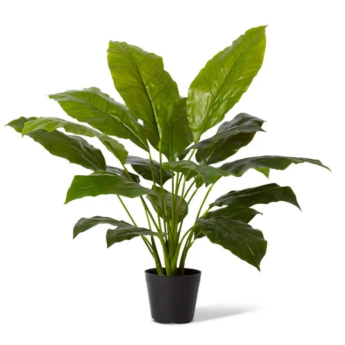 Spathiphyllum Potted - 85 x 85 x 80cm