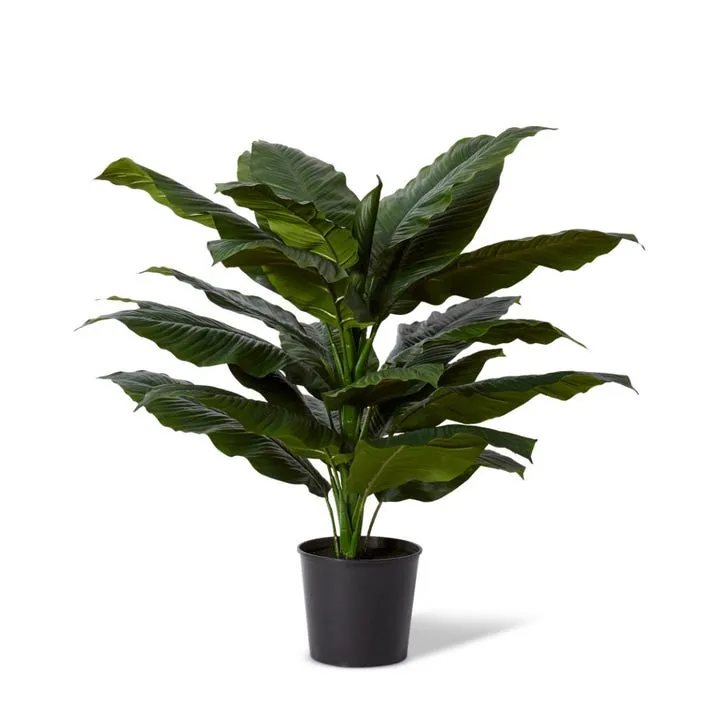 Spathiphyllum Potted - 83 x 63 x 122cm