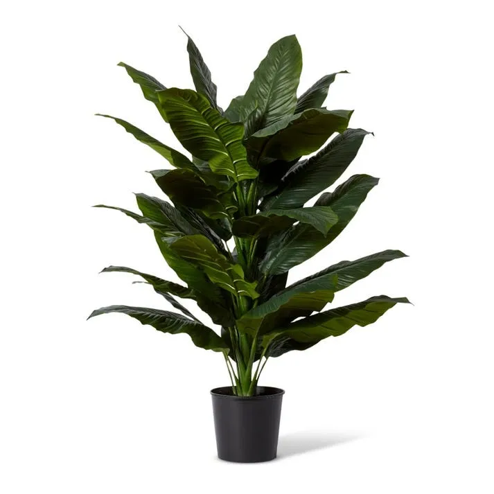 Spathiphyllum Potted - 78 x 73 x 128cm