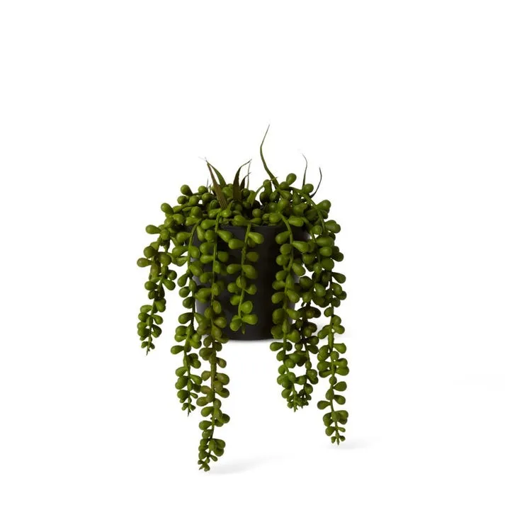 String of Pearls Potted - 14 x 14 x 23cm