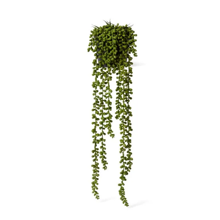 String of Pearls Potted - 18 x 18 x 56cm