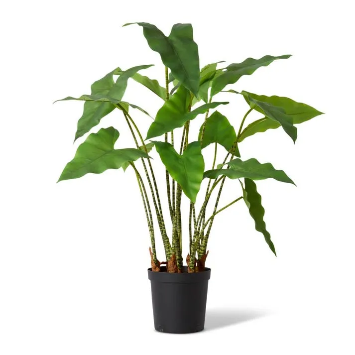 Zebra Plant Potted - 78 x 76 x 110cm