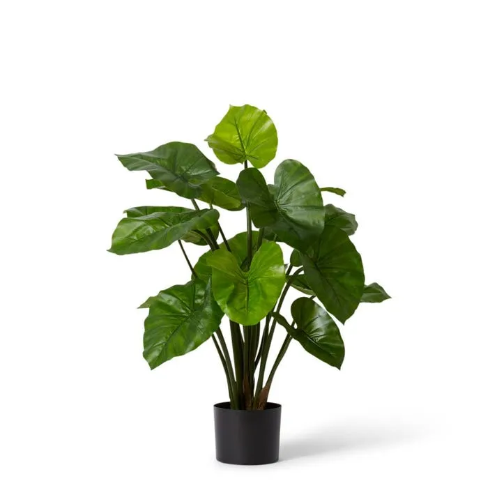 Alocasia Lily Potted - 40 x 40 x 80cm