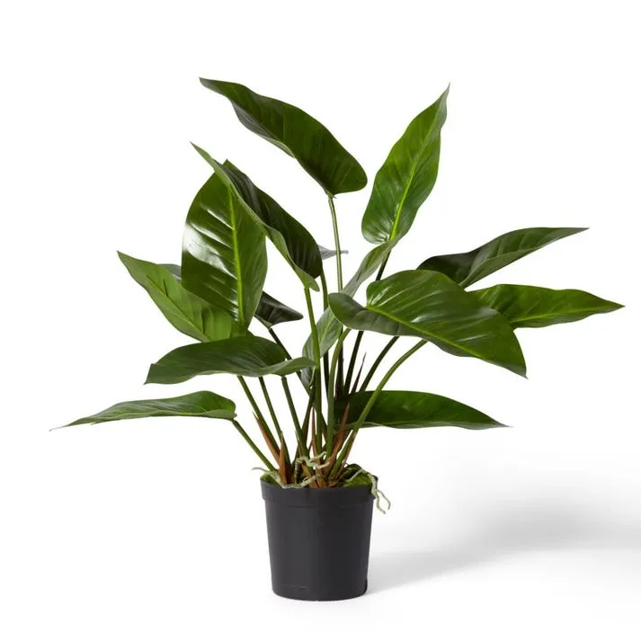 Anthurium DeLuxe Potted - 80 x 80 x 70cm