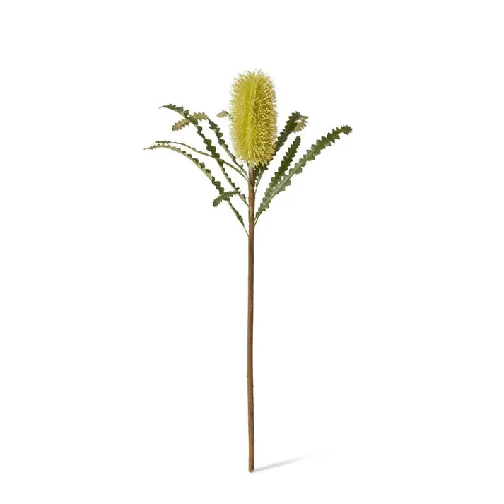 Banksia Stem - 20 x 8 x 65cm