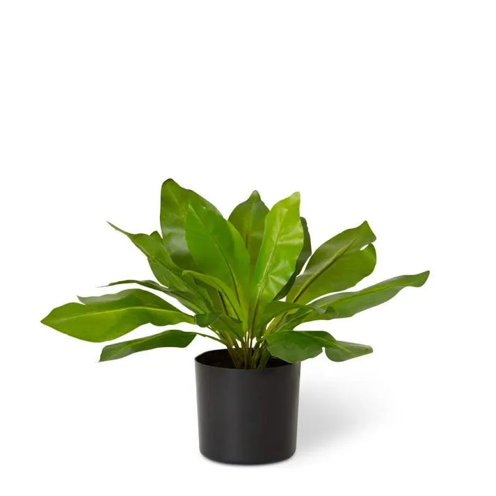 Birds Nest Potted - 20 x 20 x 32cm