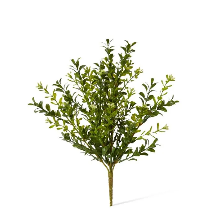 Boxwood Seeding Bush (Outdoor) - 20 x 20 x 30cm