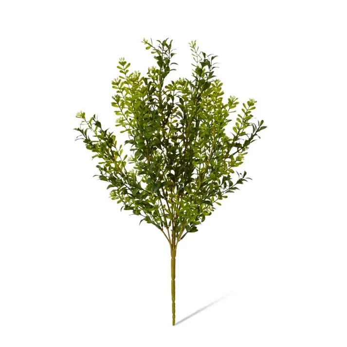 Boxwood Seeding Bush (Outdoor) - 25 x 25 x 51cm