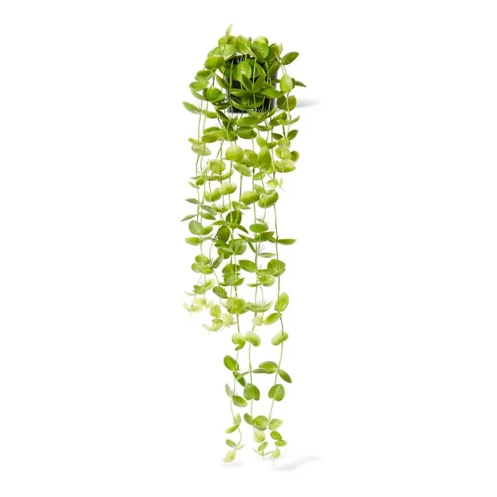 Coin Leaf Hanging Bush Potted - 30 x 30 x 90cm