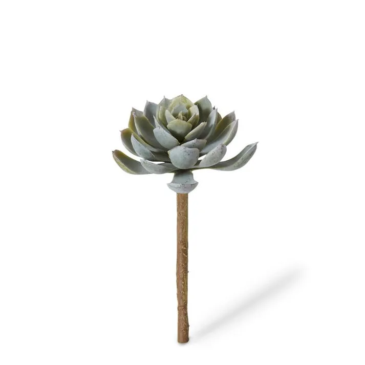 Echeveria Elegant Stem - 10 x 10 x 15cm