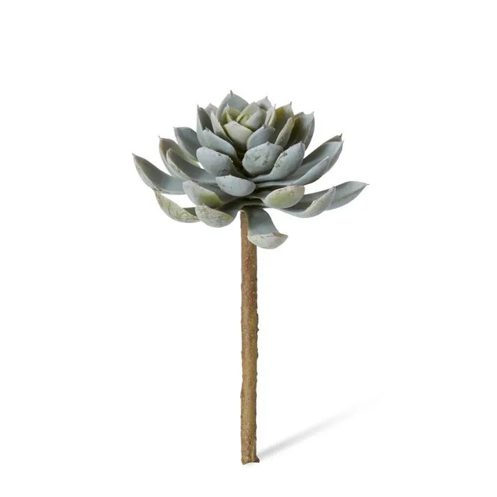 Echeveria Elegant Stem - 12 x 12 x 18cm