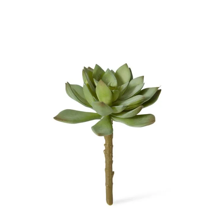 Echeveria Stem - 11 x 11 x 14cm