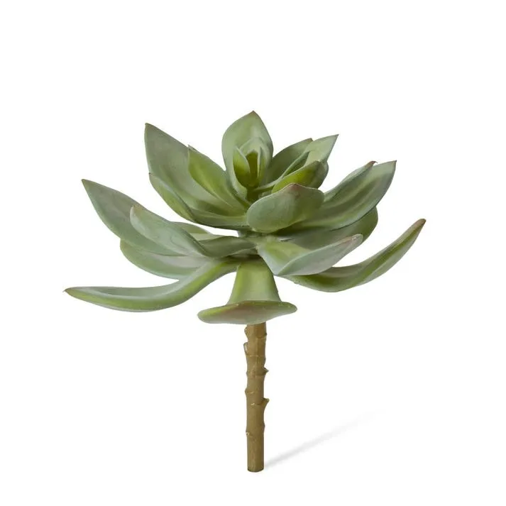 Echeveria Stem - 17 x 17 x 15cm