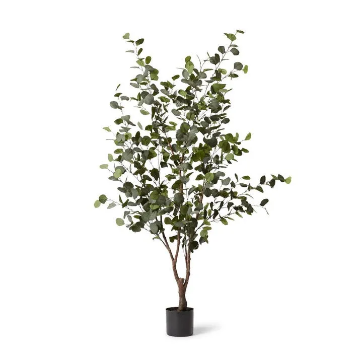 Eucalyptus Tree - 100 x 100 x 180cm